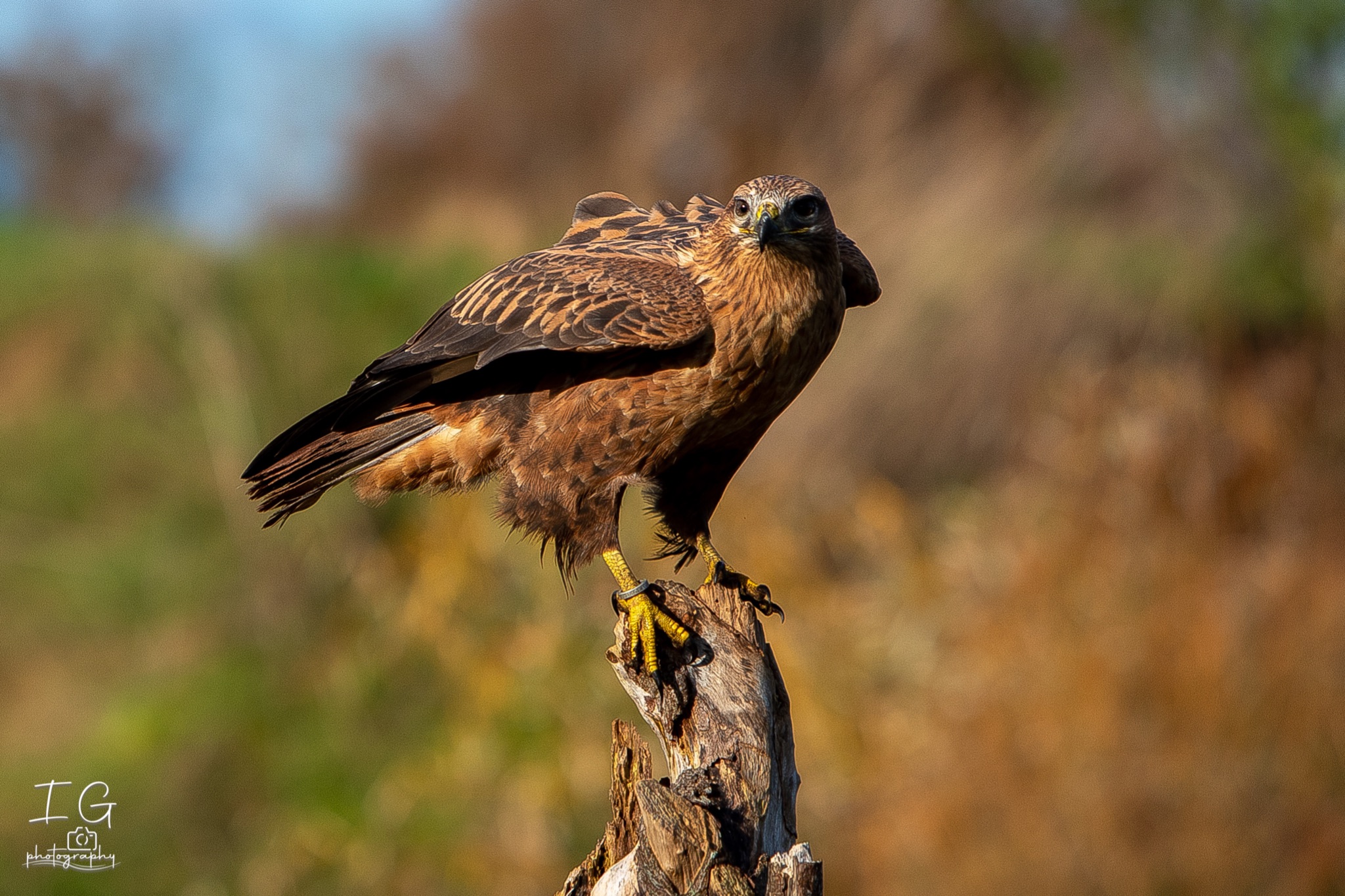 1DX43993 21 november 2021 1349 35